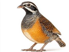 quail exhibits its unique features, standing confidently with its rounded body and short beak photo