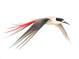 stunning roseate tern elegantly soars, its striking long tail feathers trailing behind. This solitary bird epitomizes beauty and grace in mid-flight. photo