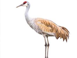graceful sandhill crane, renowned for its long neck and legs, proudly displays its stunning gray and red feathers. This unique bird stands alone, emphasizing its elegant form. photo