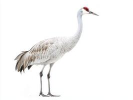 majestic sandhill crane stands tall with its long neck and legs, showcasing its stunning gray and red feathers against a clean, white background, highlighting its beauty and elegance. photo