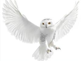 snowy owl gracefully glides through the air, wings fully spread, exhibiting its striking white feathers and vibrant yellow eyes in a breathtaking display of flight. photo