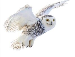 snowy owl glides effortlessly, wings outstretched, embodying grace and power in a striking display of avian beauty against a serene white background. photo