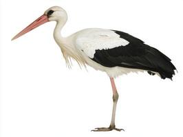 solitary stork balances delicately on one leg, its long neck gracefully lowered, showcasing the elegance of its striking black and white feathers. photo
