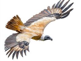 vulture glides through the air, its broad wings fully extended, capturing the essence of freedom and power in flight. The striking plumage contrasts beautifully with the white backdrop. photo