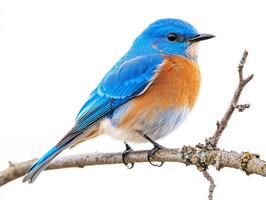 Displayed against a pristine white background, a western bluebird rests on a twig, flaunting its brilliant blue feathers and warm orange chest, embodying nature's beauty. photo