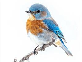 stunning western bluebird rests on a slender twig, displaying its bright blue and orange plumage. The bird's elegant posture highlights its beauty in a minimalist setting. photo