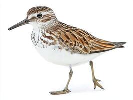 graceful western sandpiper wanders along the shoreline, its slender body balanced on long legs, perfectly adapted for coastal exploration and foraging. photo