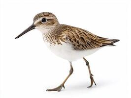 small western sandpiper walks along the shore, highlighting its delicate features and long beak as it explores its coastal environment with curiosity. photo