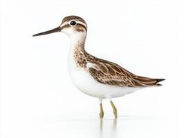 striking bird appears gracefully poised in shallow waters, its long neck and slender beak highlighted against a bright white background, embodying natural beauty and elegance. photo