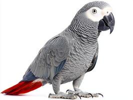 elegant African grey parrot sits proudly on its perch, displaying its stunning red tail feathers against a clean, white backdrop, highlighting its beauty and grace. photo