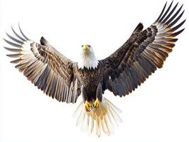 majestic wings spread wide, the bald eagle soars effortlessly, embodying grace and power in flight against a stunning white backdrop. photo