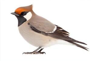 stunning waxwing exudes elegance as it sits with its crest raised high, showcasing its soft feathers and unique coloration against a stark white background. photo