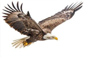 Soaring majestically through the open sky, the white-tailed eagle displays its broad wings fully extended, a symbol of freedom and strength above a pristine white background. photo