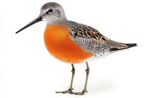 red knot stands tall with its distinctive red chest and short beak, highlighting its unique features against an elegant white backdrop. This bird captures nature's vivid essence. photo