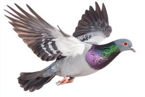 graceful pigeon soars through the air, its wings fully extended, displaying intricate feather patterns. The white background emphasizes its vibrant plumage, creating a striking visual contrast. photo