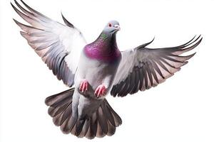 Soaring through the air, the magnificent pigeon flaps its wings with vitality, embodying the essence of freedom and grace against a clean white backdrop. photo