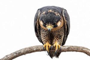 peregrine falcon sits poised on a branch, its sharp talons and powerful hooked beak ready for action. The bird's striking features contrast vividly with the white background. photo