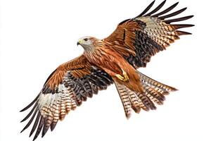 mid-flight, a kite bird displays its impressive wings and tail feathers in full extension, gliding effortlessly against a clean, white background. photo