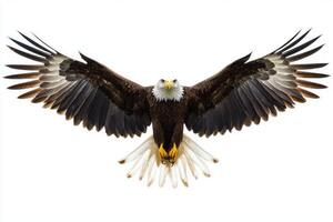 magnificent kite bird glides effortlessly with its sharp wings and elongated tail feathers outstretched, showcasing its agility against a clean white backdrop. photo