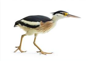 solitary little bittern stands gracefully in shallow water, its distinctive long beak and compact body highlighted by the stark white backdrop. This moment captures its beauty and poise. photo