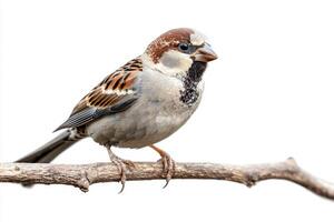 house sparrow sits elegantly on a branch, its intricate brown and gray plumage beautifully contrasted by an unblemished white backdrop, highlighting the bird's natural beauty. photo