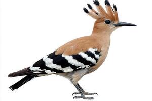 hoopoe stands proudly with its stunning crest fully raised, displaying a mix of earthy tones and bold patterns, creating a captivating visual against the white backdrop. photo