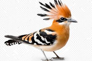 beautiful hoopoe stands proudly, its colorful crest fully displayed. The bird showcases striking patterns and hues, highlighting its unique features in a serene composition. photo