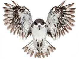 majestic black-capped petrel glides effortlessly, showcasing its stunning dark head and striking white body under a luminous backdrop, embodying freedom in flight. photo