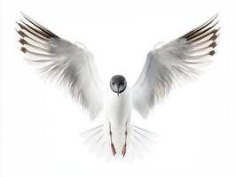stunning bird effortlessly soars, displaying its characteristic dark head and white feathers, creating a captivating contrast against the minimalist background. photo
