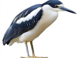 elegant black-crowned night heron stands poised, its neck slightly tucked, highlighting the contrast of its sleek black and white feathers in a minimalist setting. photo