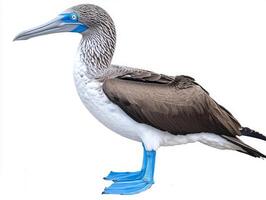 captivating bird stands tall, flaunting its distinct blue feet and striking white feathers. Its vibrant colors contrast elegantly in a minimalist setting, embodying grace and charm. photo
