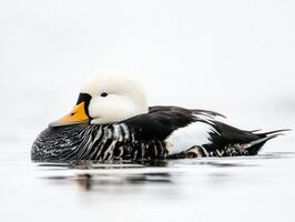 common eider swims gracefully through tranquil waters, the contrast of its black-and-white feathers and bright yellow beak creating a captivating image against a soft white backdrop. photo