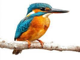 common kingfisher rests gracefully on a branch, its bright blue and orange feathers glistening. This striking bird embodies beauty and nature's artistry in its serene stance. photo