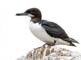 common murre stands proudly on a rocky ledge, its sleek black and white feathers contrasted against a stark white background, highlighting its elegance and beauty. photo