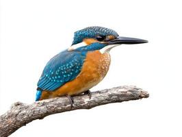 stunning common kingfisher rests upon a branch, its bright blue and orange feathers captivating the eye as it contrasts beautifully with the minimalist white backdrop. photo