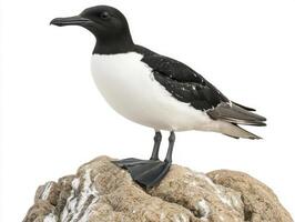 common murre stands proud on a rugged rock, its sleek black and white feathers contrasting with the stark white backdrop, embodying the beauty of coastal wildlife. photo
