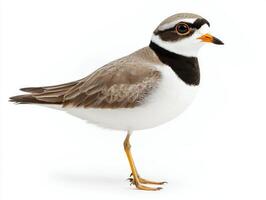common ringed plover, with its distinctive orange beak and sleek black neck band, stands gracefully on the shore, highlighting its elegance and beauty in a serene setting. photo