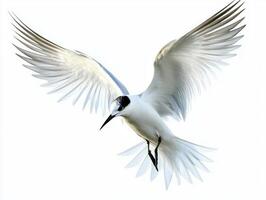 High above, a common tern glides effortlessly, its pointed wings spread wide and long tail feathers trailing behind, embodying the beauty of avian flight in a bright setting. photo