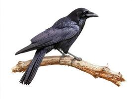 striking bird displays its dark, glossy feathers while resting on a branch, embodying both elegance and mystery in a minimalist setting. photo