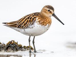 dunlin stands gracefully on the shore, its distinctive black belly patch and long beak perfectly showcased against a serene backdrop, reflecting the beauty of nature's elegance. photo