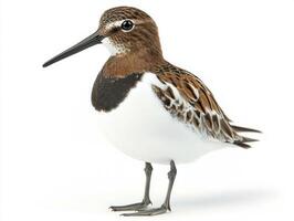 dunlin showcases its elegant form on the shoreline, featuring a striking black belly patch and a long beak, capturing the beauty of nature in exquisite detail. photo