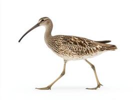 Eurasian curlew walks purposefully, showcasing its striking long, curved beak and beautifully patterned brown plumage against a stark white backdrop, embodying elegance in motion. photo