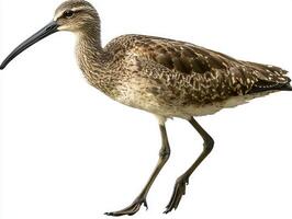 striking Eurasian curlew confidently steps forward, its long, curved beak and mottled brown feathers creating a beautiful contrast against the clear white background. photo