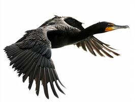 elegant bird captivates with its outstretched wings, soaring effortlessly in flight. The great cormorant displays its sharp beak and streamlined form, embodying grace and strength. photo