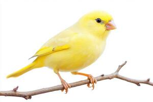 cheerful canary displays its bright yellow feathers while resting on a slender twig, showcasing its charm and delightful presence in a minimalist setting. photo