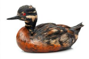 elegant black-necked grebe swims effortlessly on tranquil waters, its dark plumage shining under light. The bird's bright red eyes add a captivating element to its appearance. photo