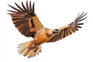 stunning bearded vulture takes flight, showcasing its impressive wingspan and dark plumage, capturing the essence of freedom in the air. photo
