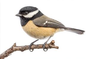 delightful black-capped chickadee rests on a slender branch, displaying its vibrant plumage photo