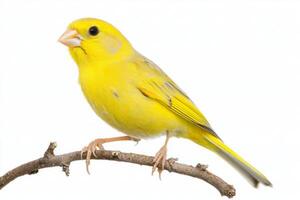 canary displays its striking yellow plumage while perched on a twig. This small bird brings a touch of nature's beauty to a simple, white background. photo