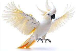 striking cockatoo raises its crest, showcasing vibrant white feathers and a graceful curved beak. Its impressive wings add to the beauty, creating a captivating spectacle. photo